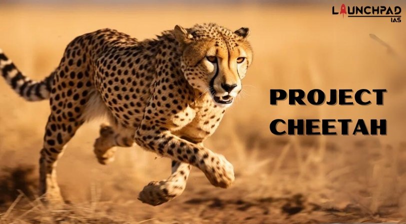 Project Cheetah