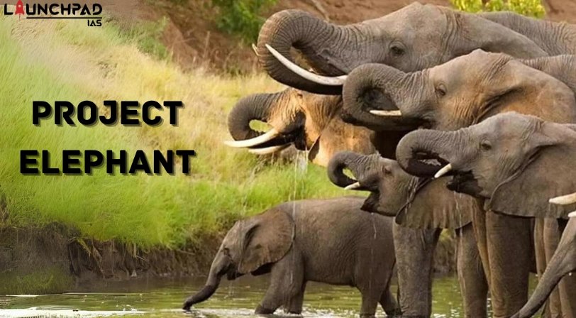 Project Elephant