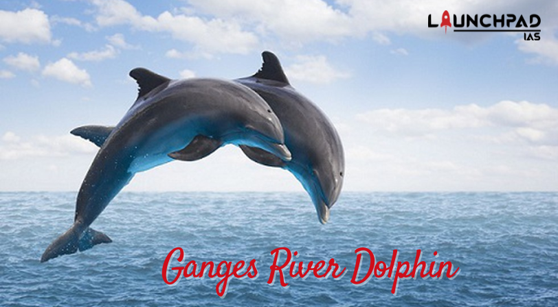 Ganges River Dolphin