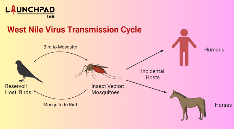 West Nile Virus